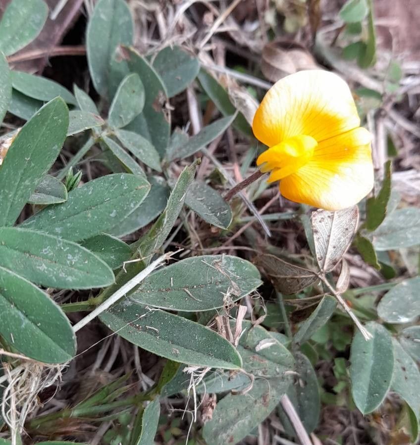 Arachis burkartii habit