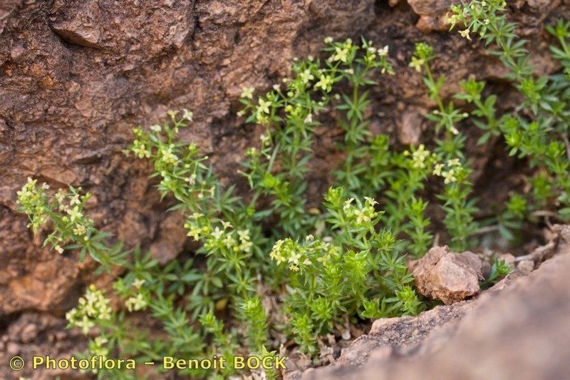 Galium noli-tangere — houseplant care guide
