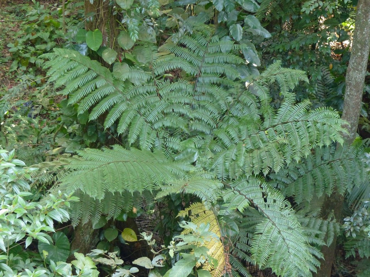 Cyathea arborea habit