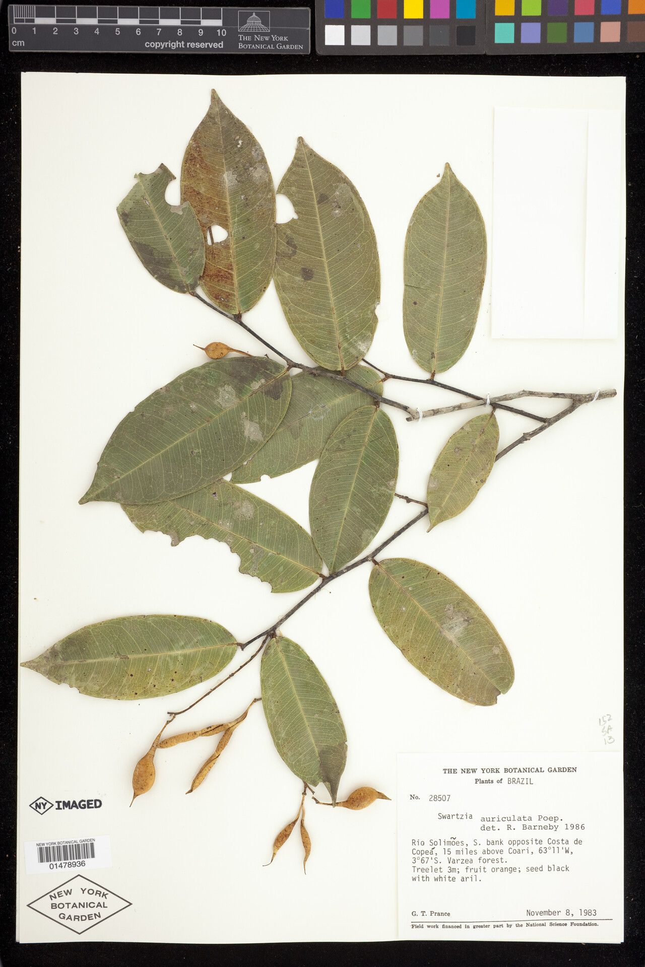 Swartzia auriculata fruit