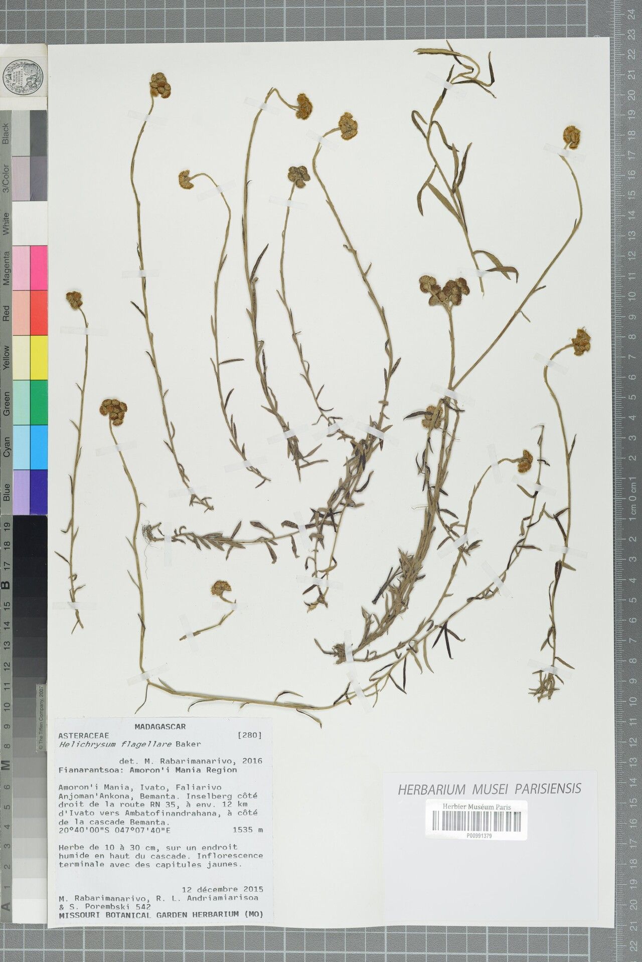 Helichrysum flagellare — houseplant care guide