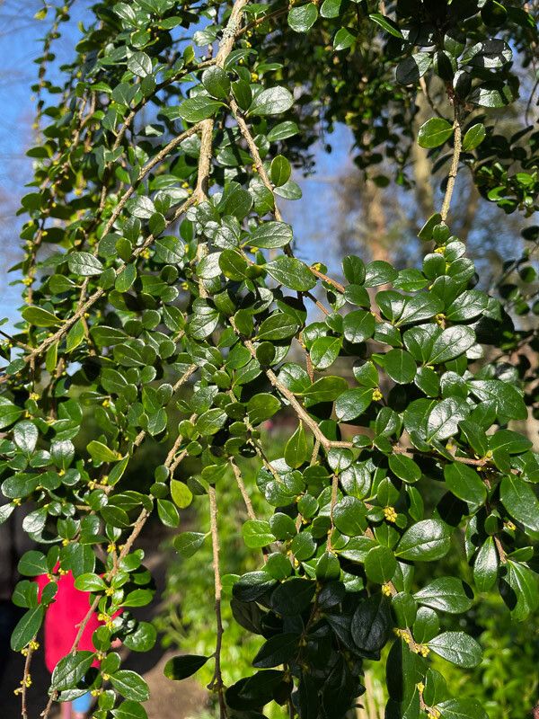 Azara microphylla leaf