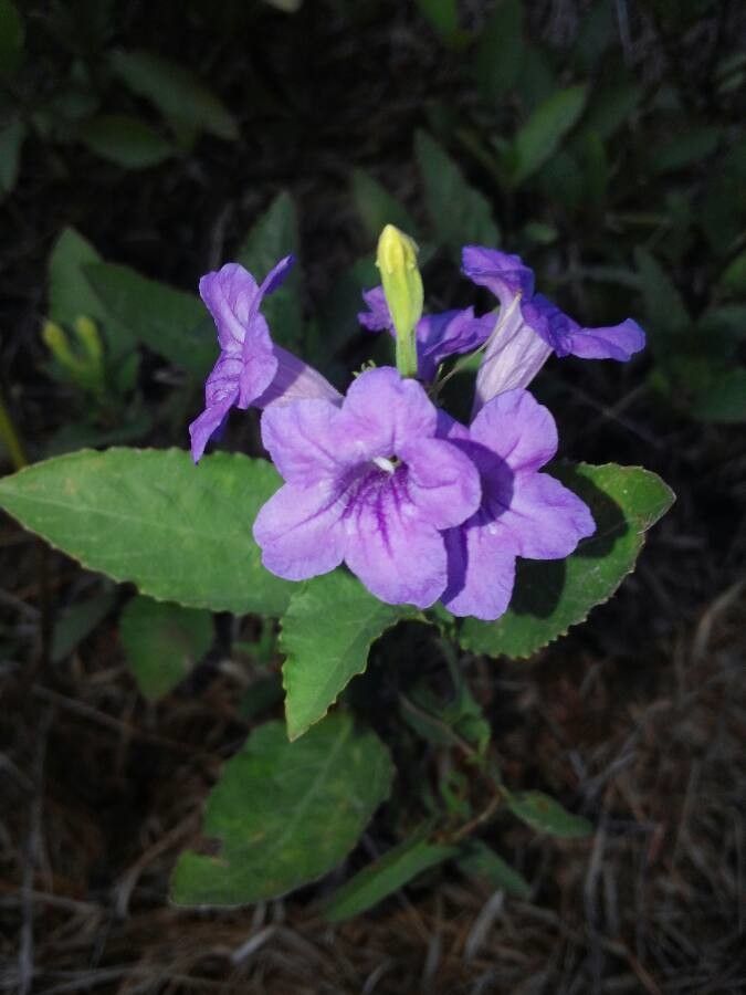 Ruellia parryi flower