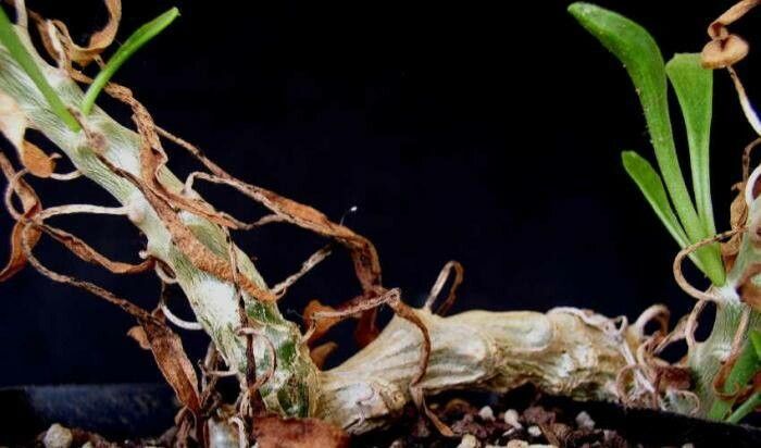 Tylecodon grandiflorus bark