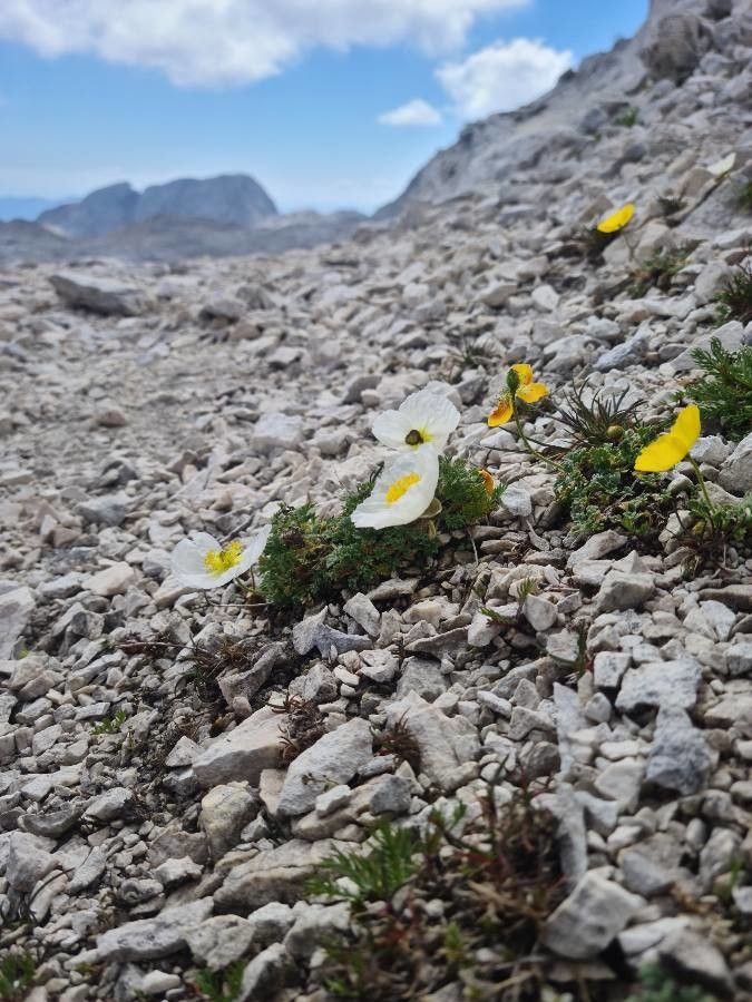 Papaver julicum flower