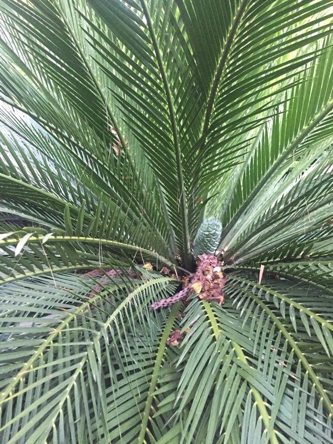 Macrozamia moorei fruit