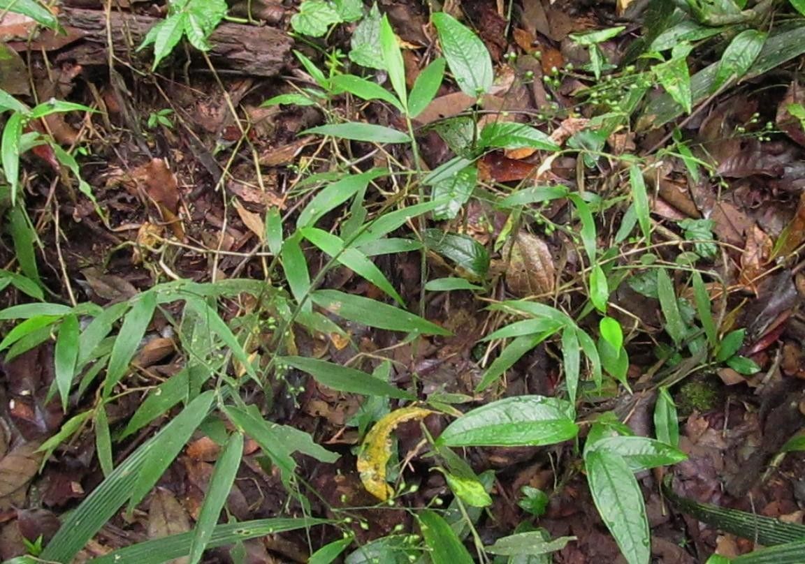 Lasiacis standleyi habit
