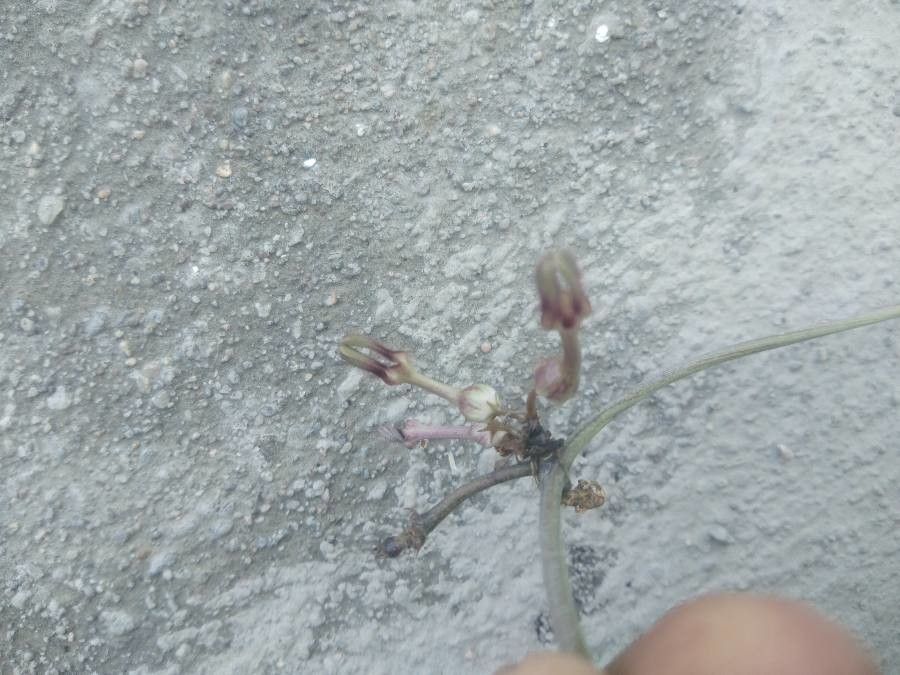 Ceropegia bulbosa — search result for 'Ceropegia'