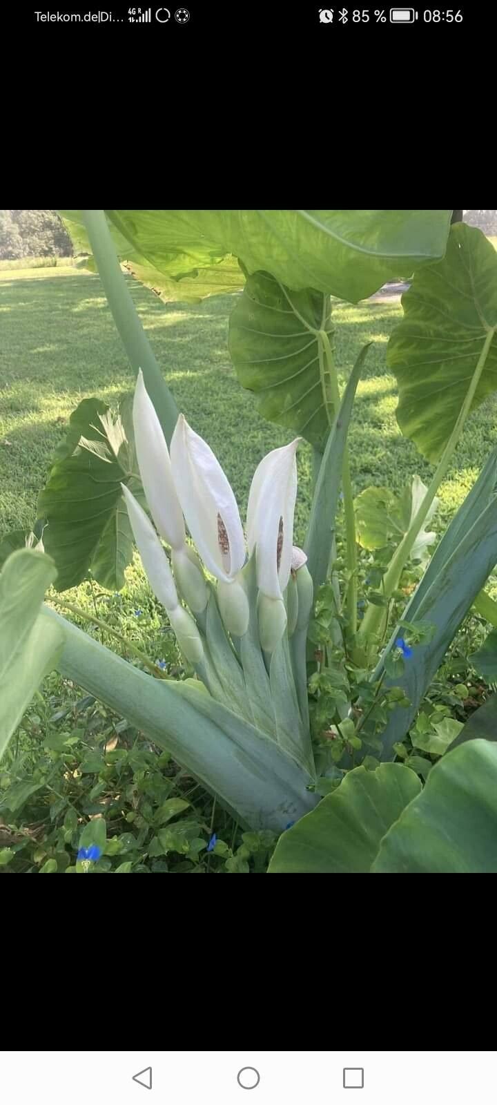Leucocasia gigantea flower