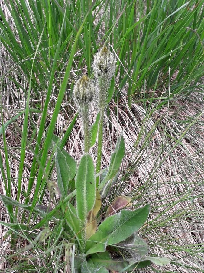 Hypochaeris uniflora — search result for 'Hypochaeris'