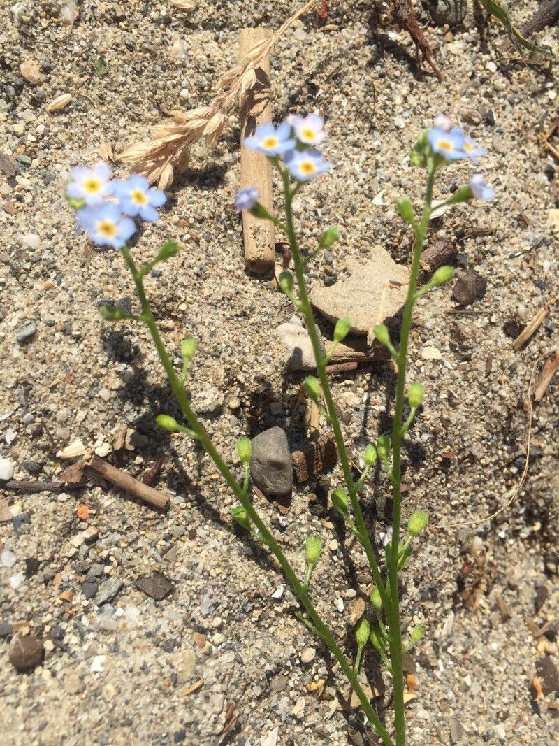 Myosotis rehsteineri flower