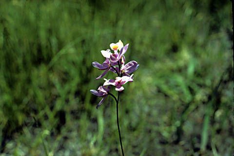 Calopogon barbatus habit