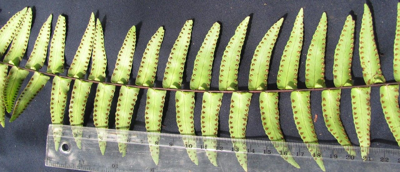 Nephrolepis obtusiloba — houseplant care guide