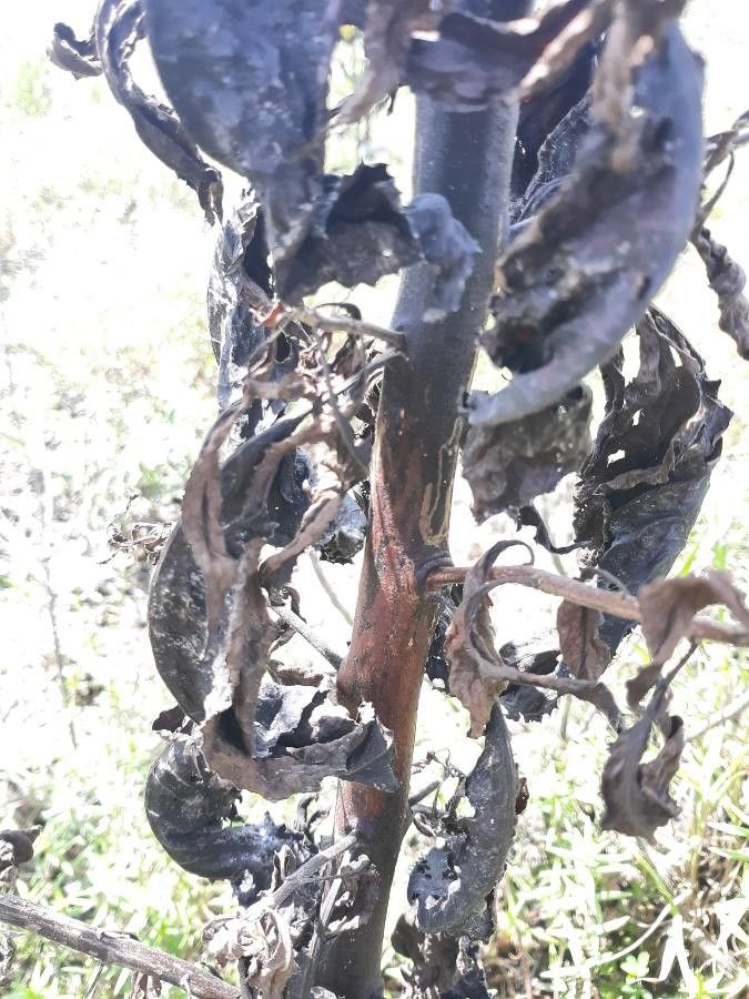 Pluchea odorata bark