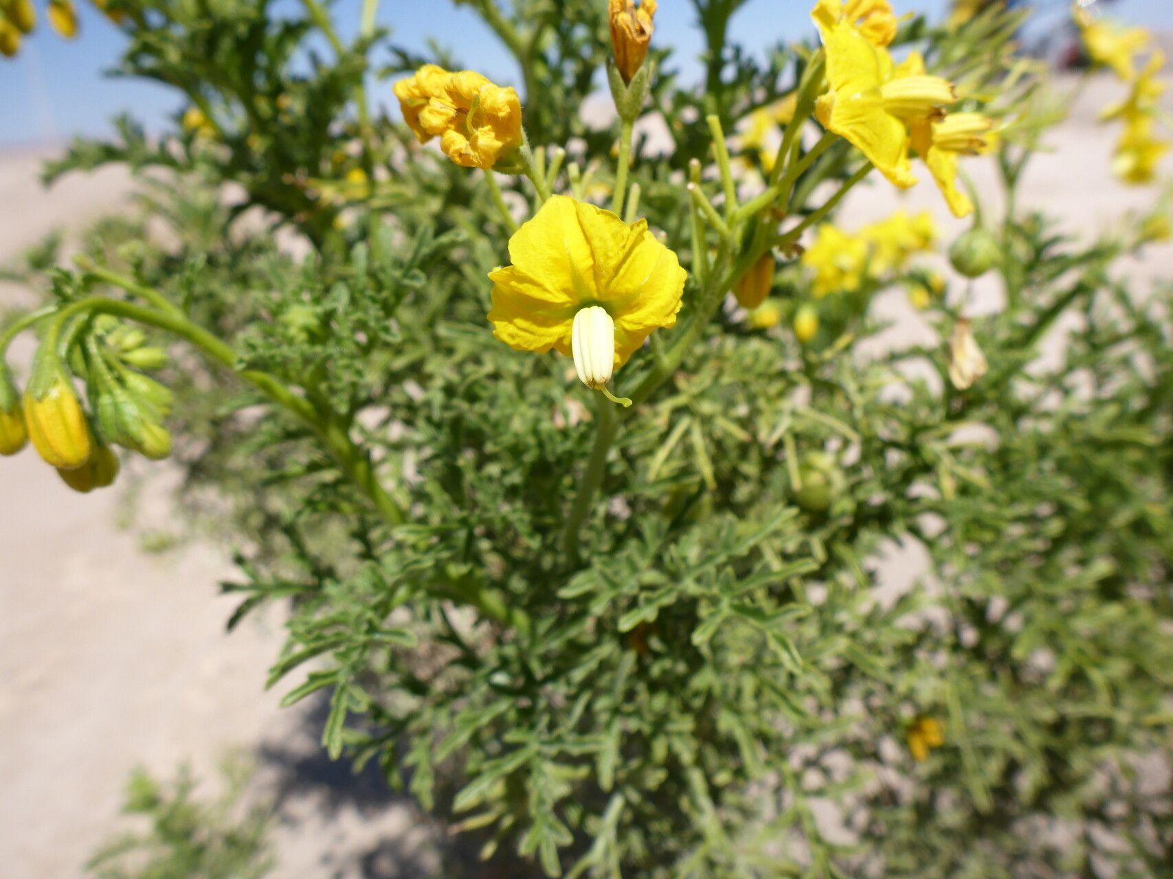 Solanum sitiens — houseplant care guide