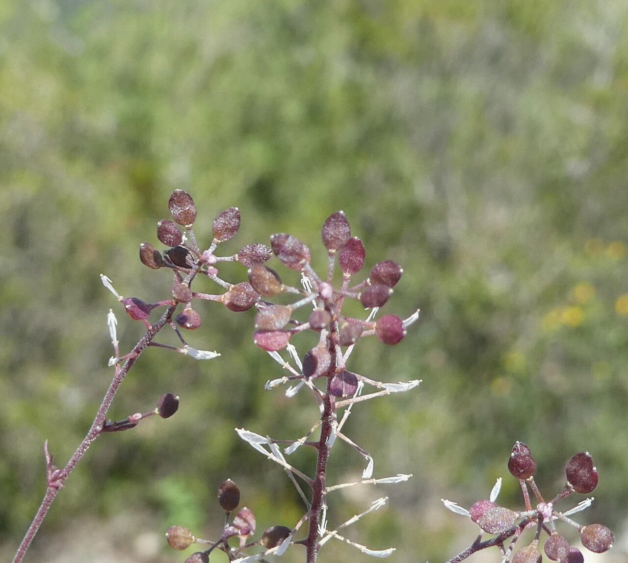 Hornungia petraea fruit