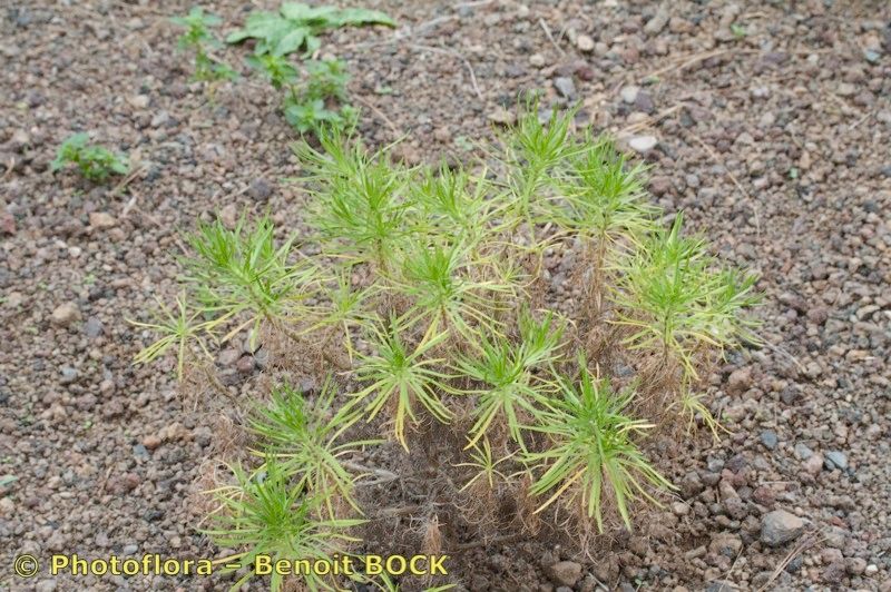 Plantago famarae habit