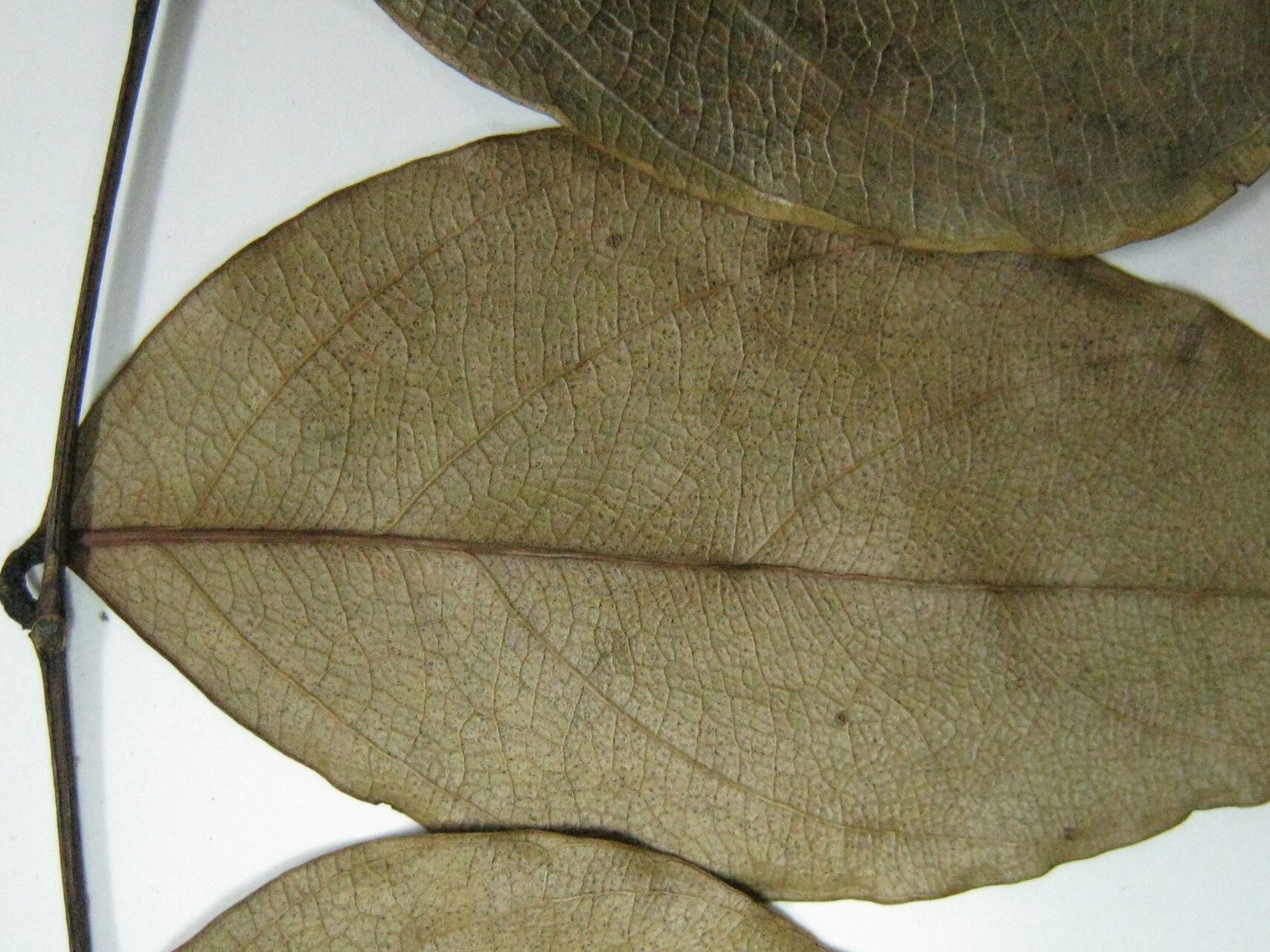 Cedrelinga cateniformis other