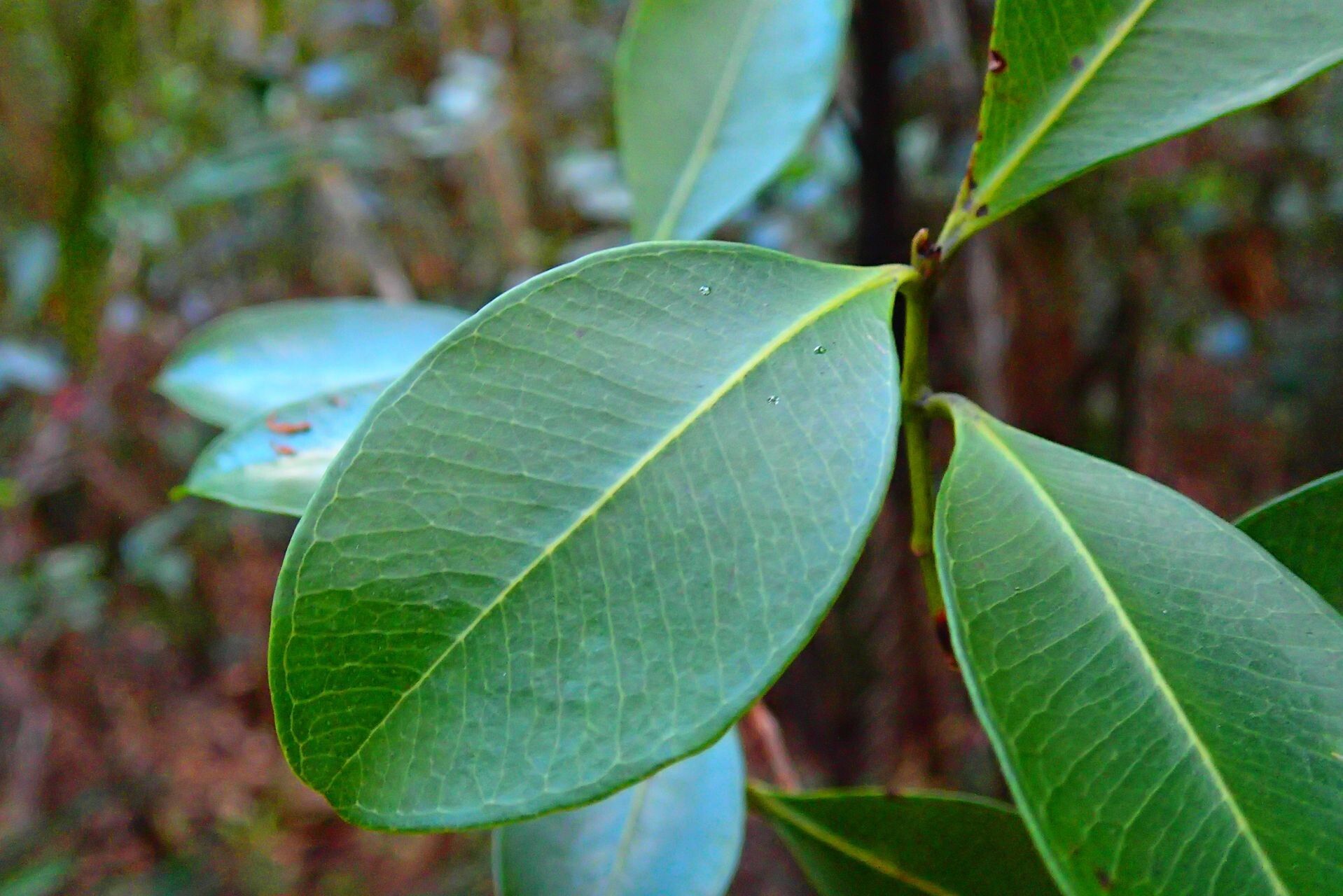 Syzygium xanthostemifolium — houseplant care guide