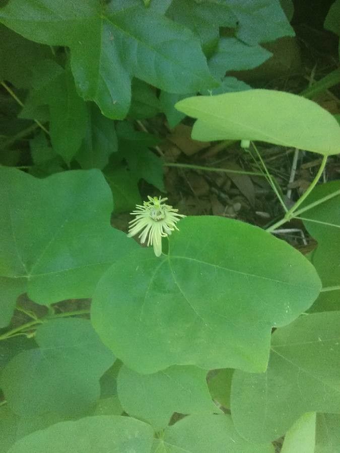 Passiflora lutea flower