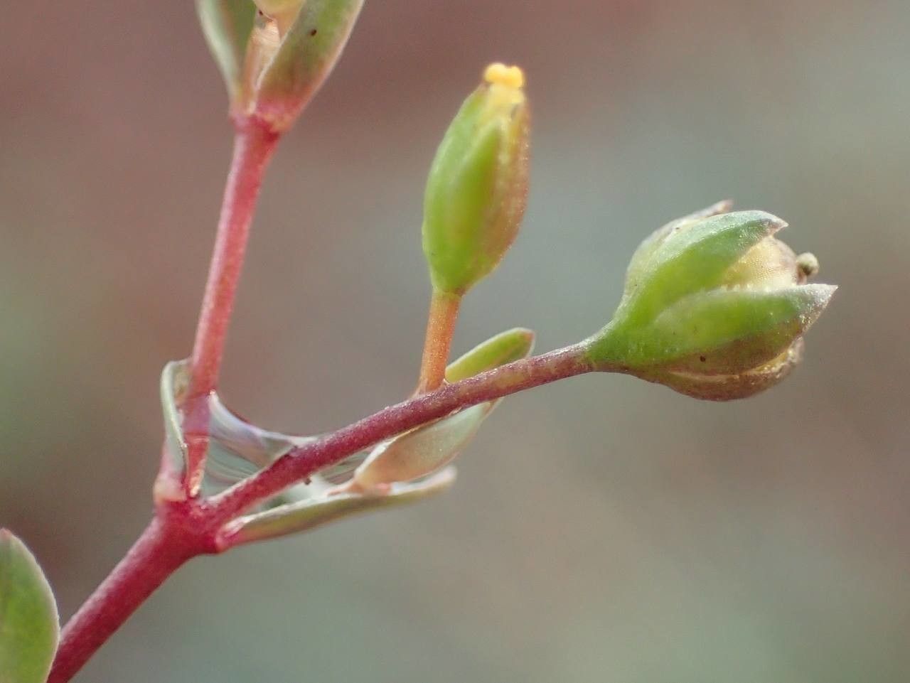 Linum catharticum fruit