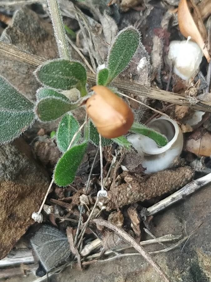 Ruellia humilis fruit