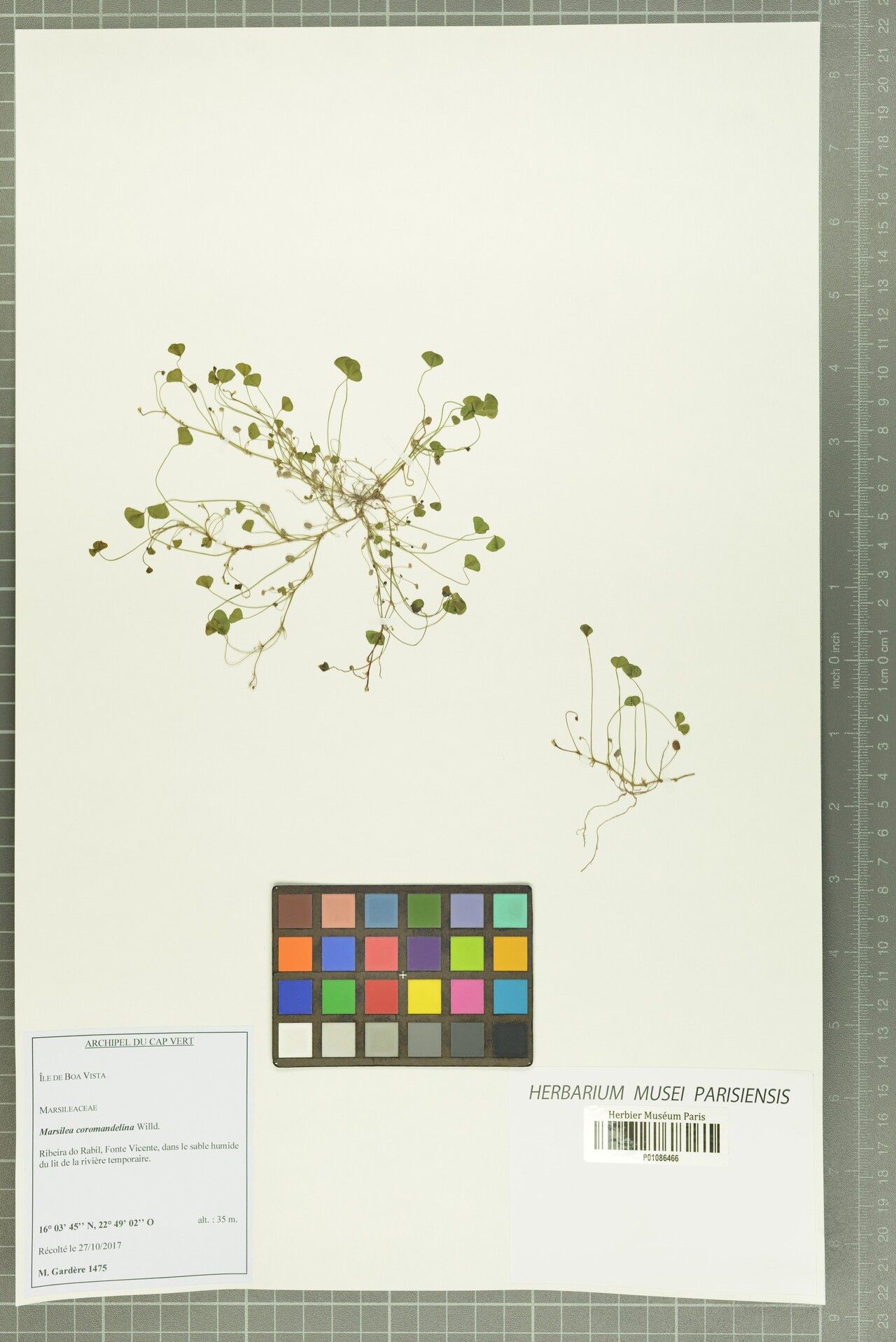 Marsilea coromandelina — related species from the same genus