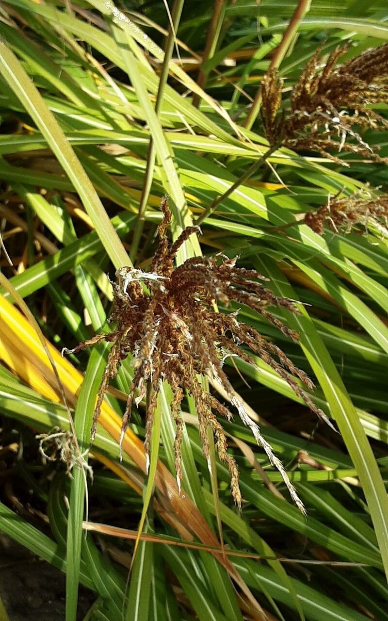 Gahnia javanica flower