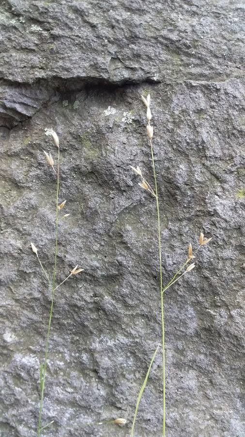 Melica uniflora flower