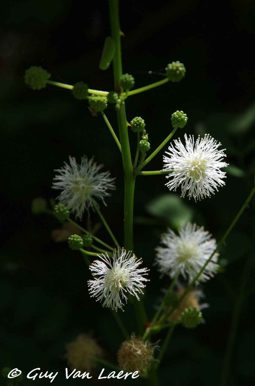 Mimosa ceratonia flower