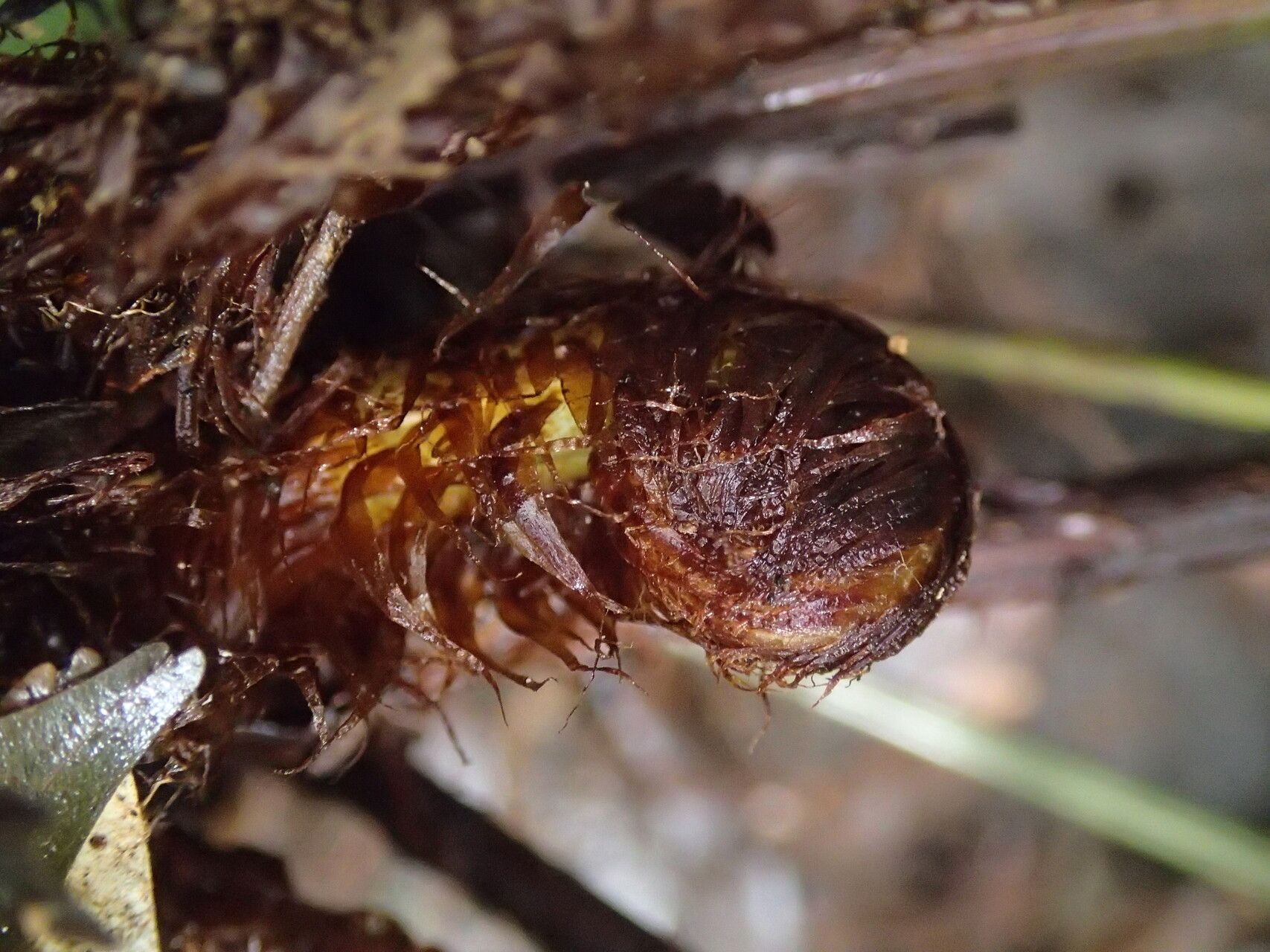 Parapolystichum currorii other