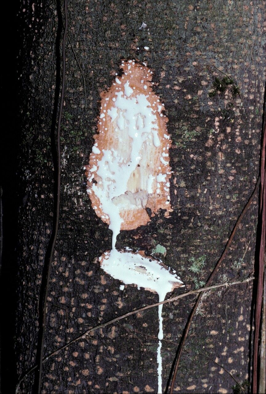 Lacmellea floribunda — related species from the same genus