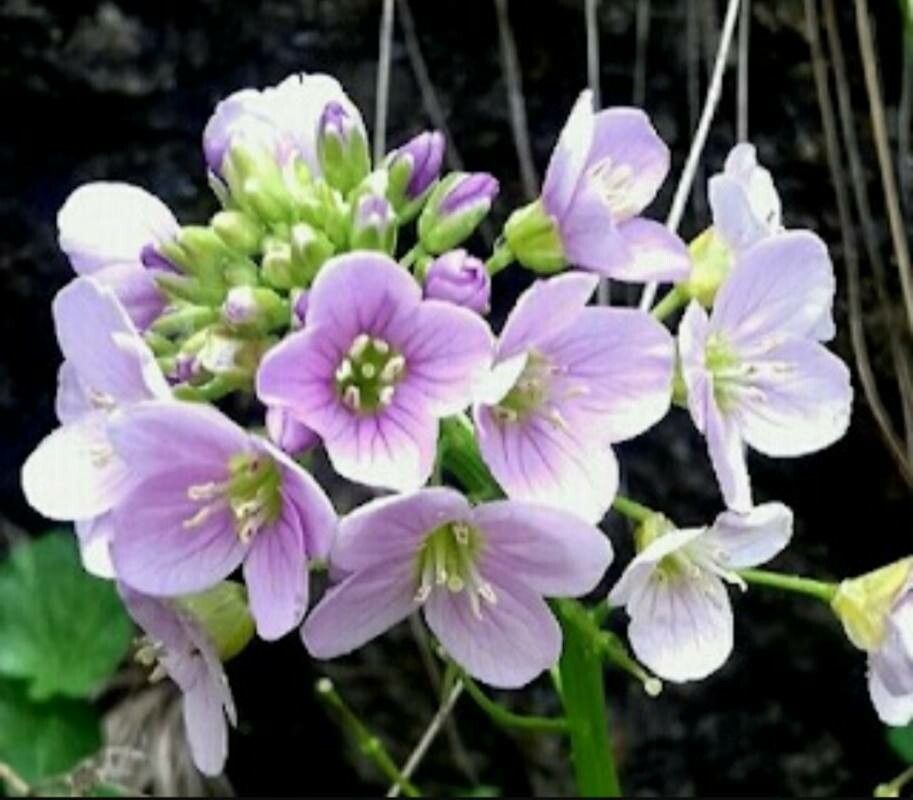 Cardamine raphanifolia flower