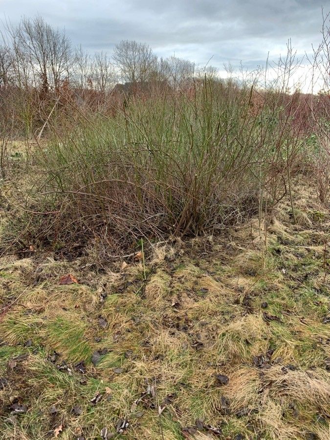 Eragrostis pectinacea