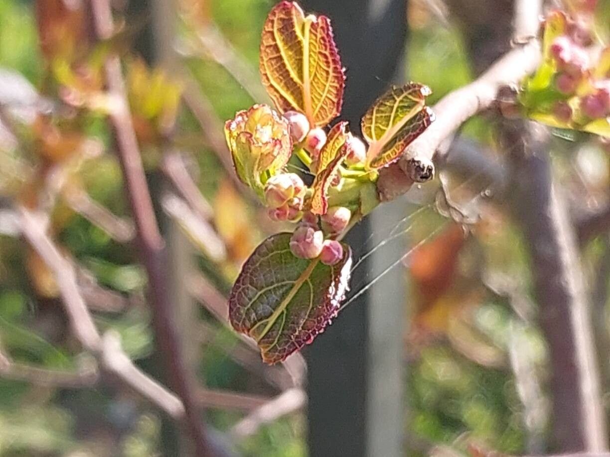 Actinidia tetramera other