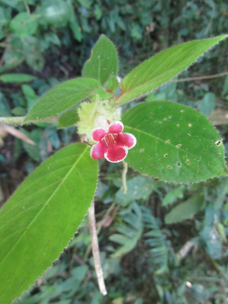 Drymonia pilifera — houseplant care guide