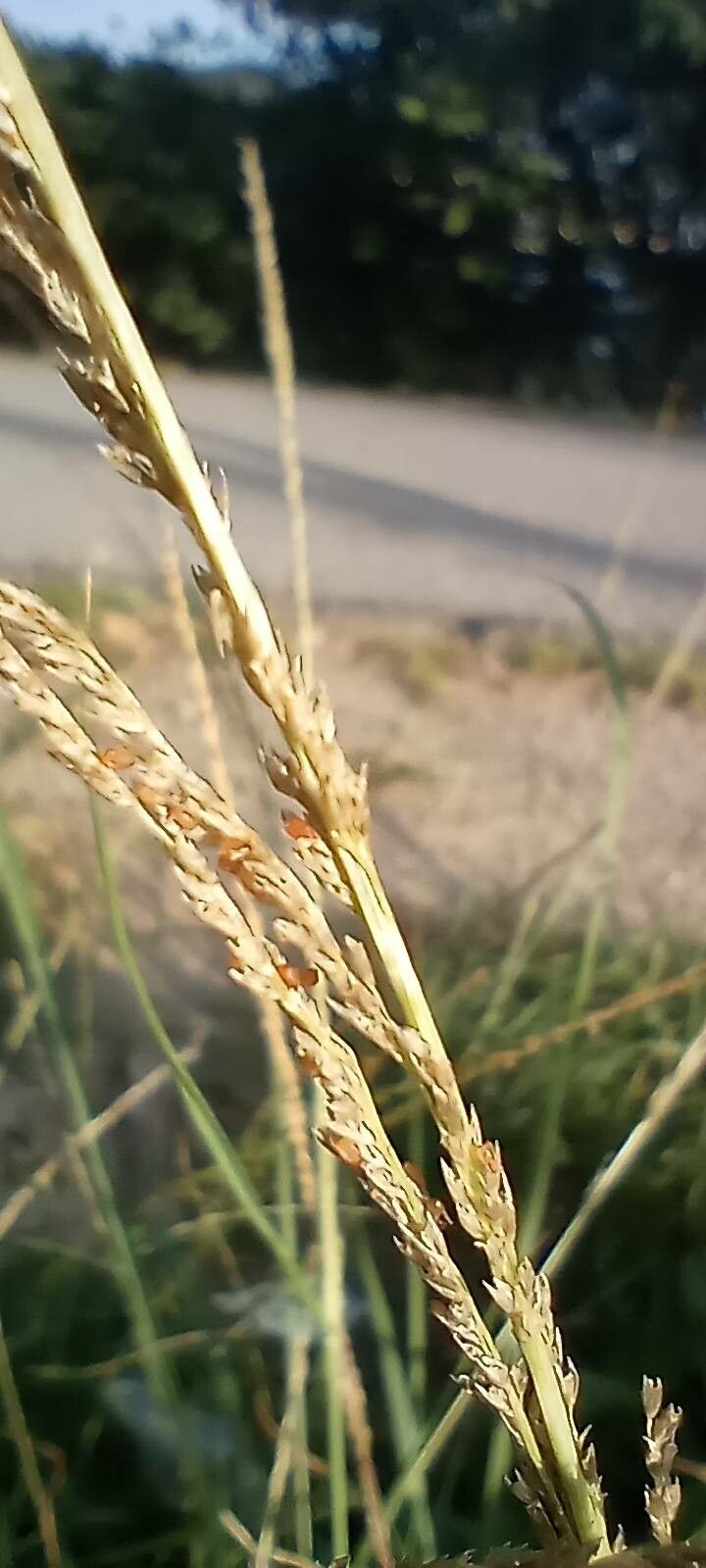 Sporobolus consimilis flower