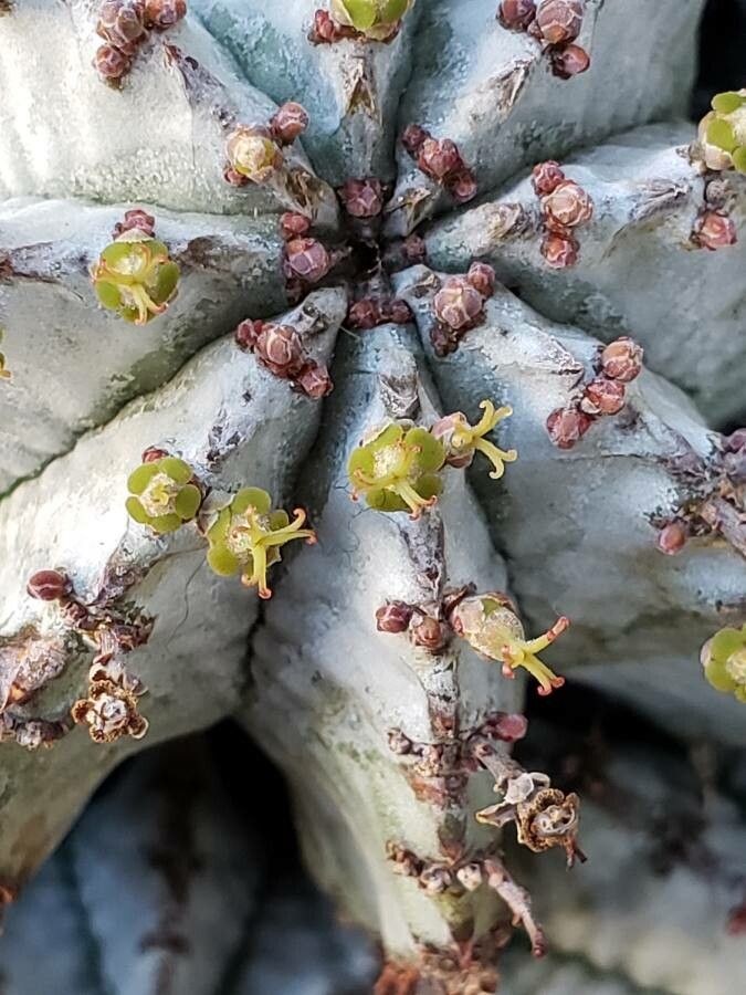 Euphorbia horrida flower