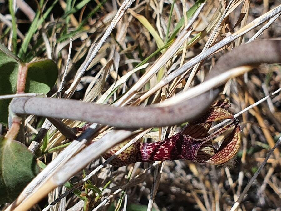Ceropegia aristolochioides bark