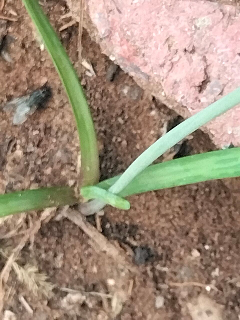 Nothoscordum gracile