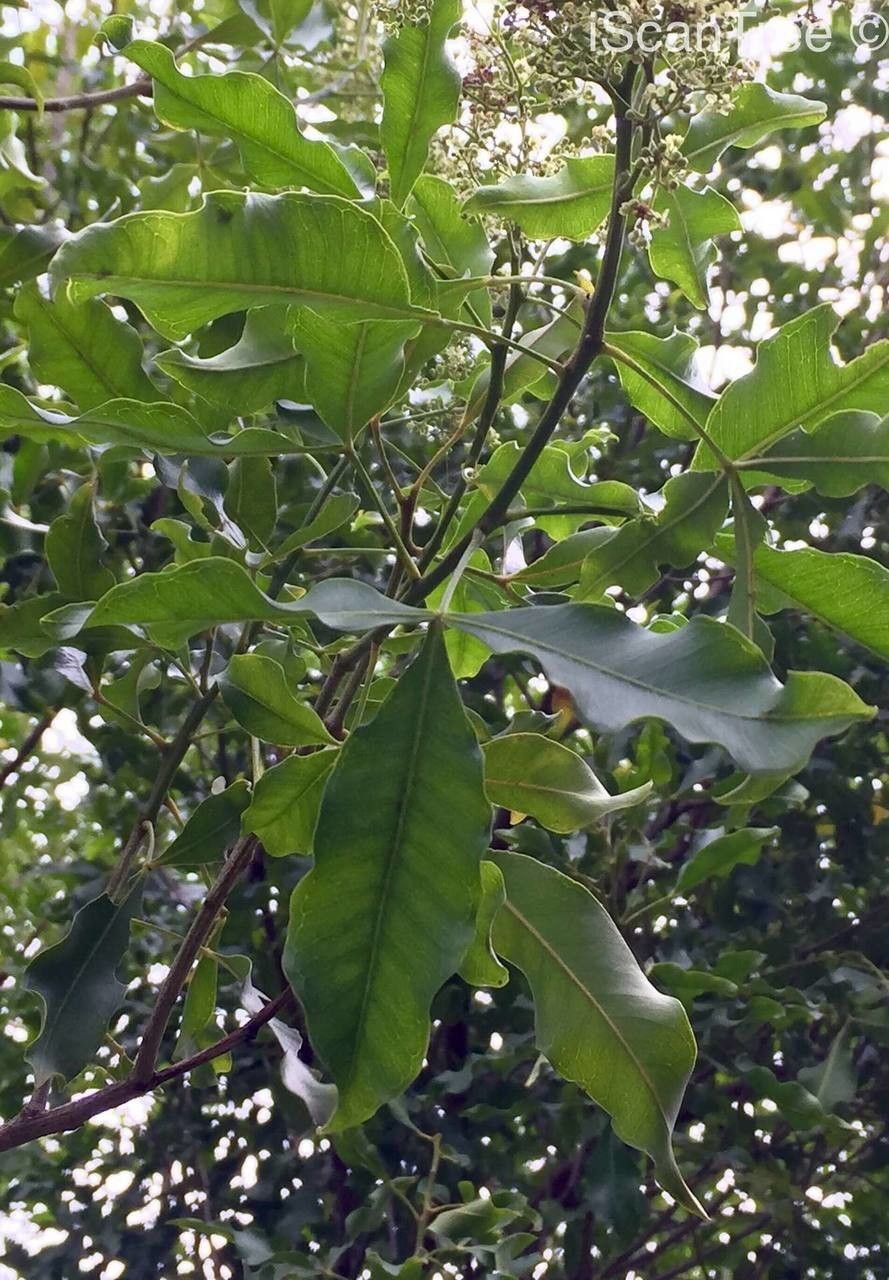 Vepris lanceolata leaf