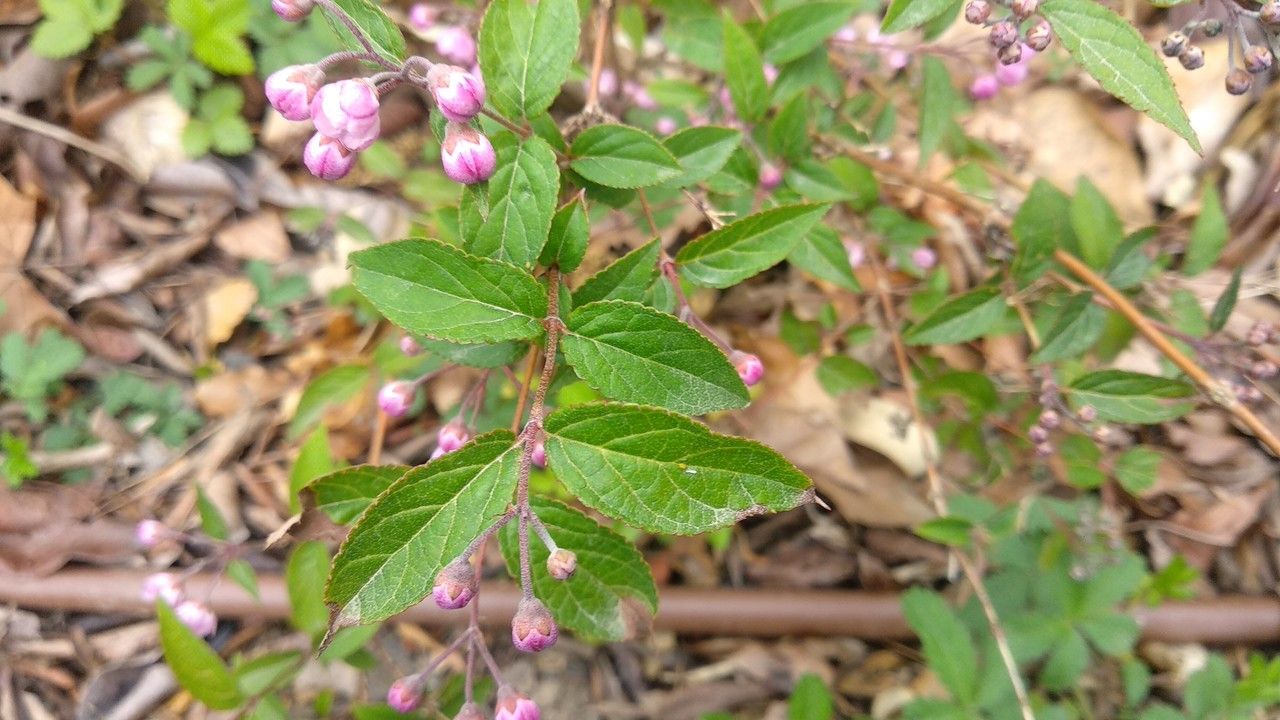 Deutzia rubens — search result for 'Deutzia'