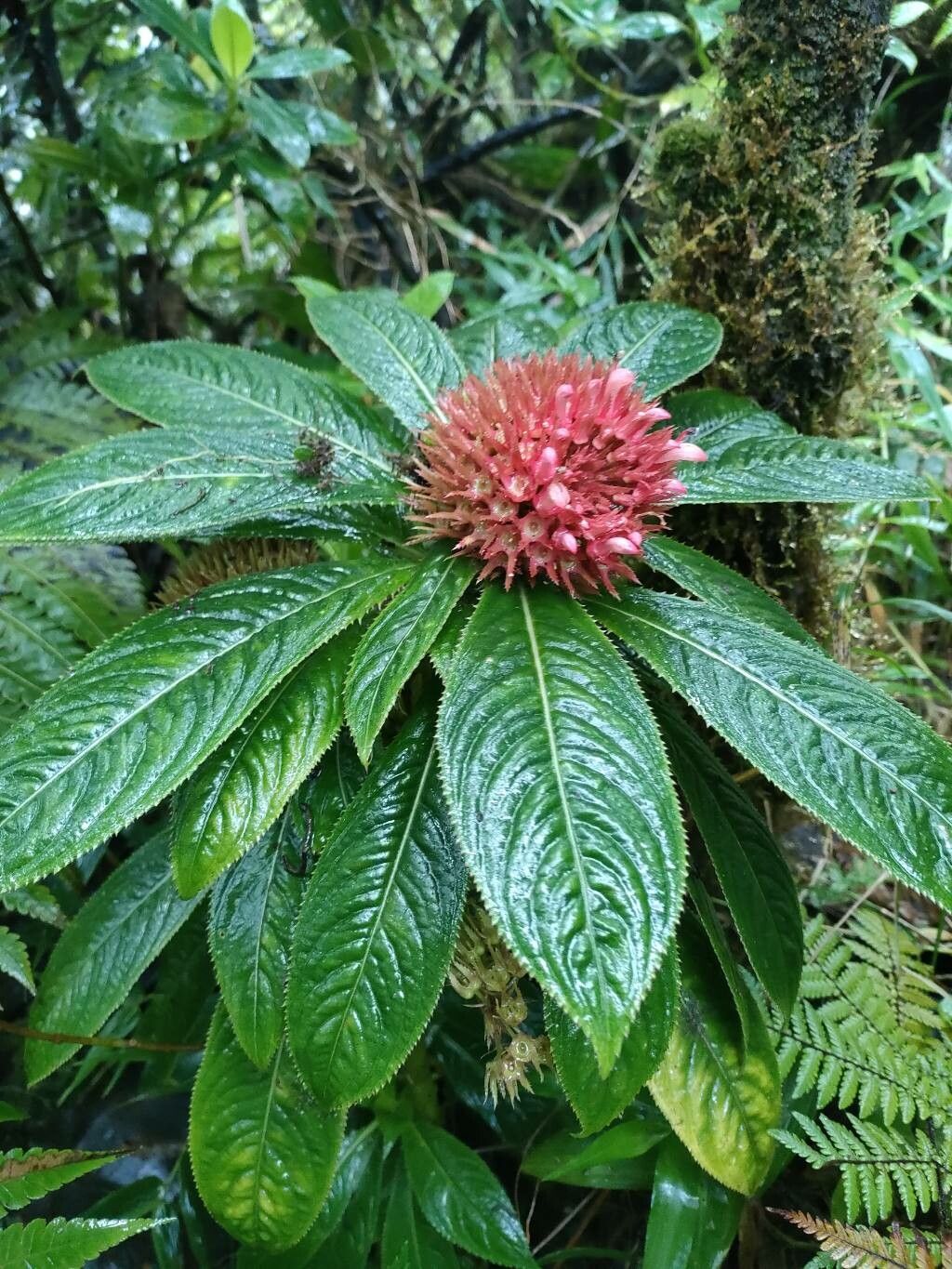Lobelia conglobata habit