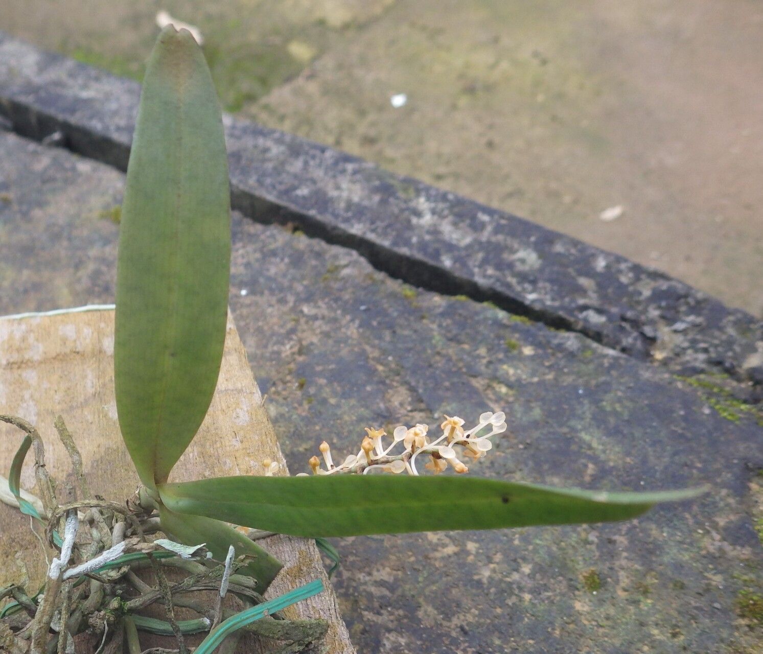 Diaphananthe lecomtei — houseplant care guide