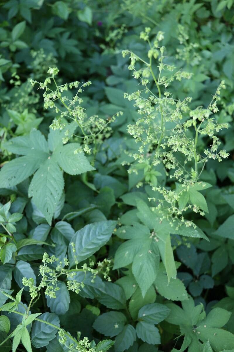 Humulus scandens flower
