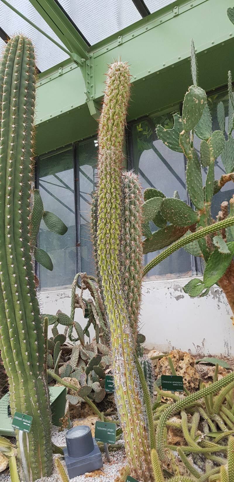 Trichocereus uyupampensis habit