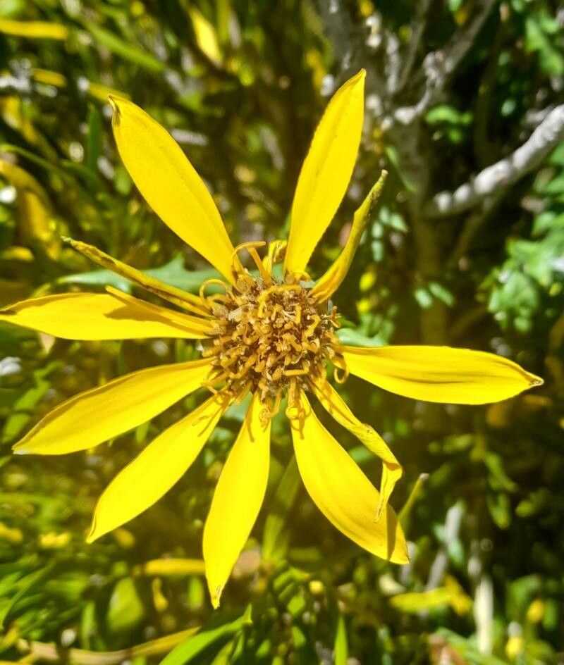 Mutisia retrorsa flower