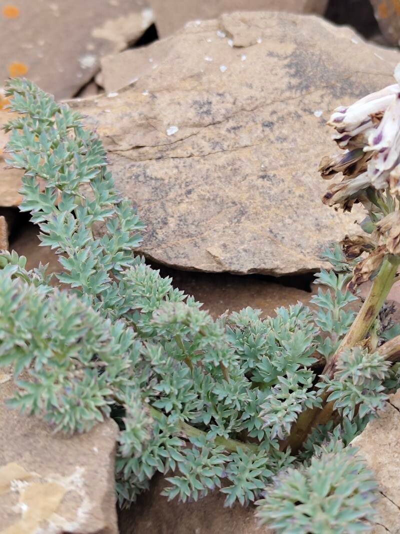 Corydalis fedtschenkoana — houseplant care guide