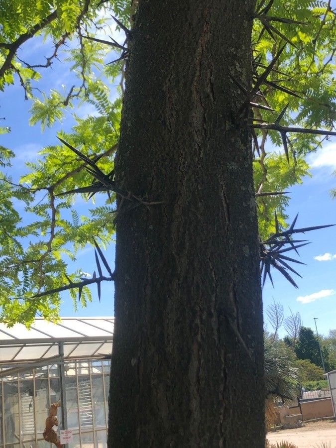 Gleditsia caspica bark