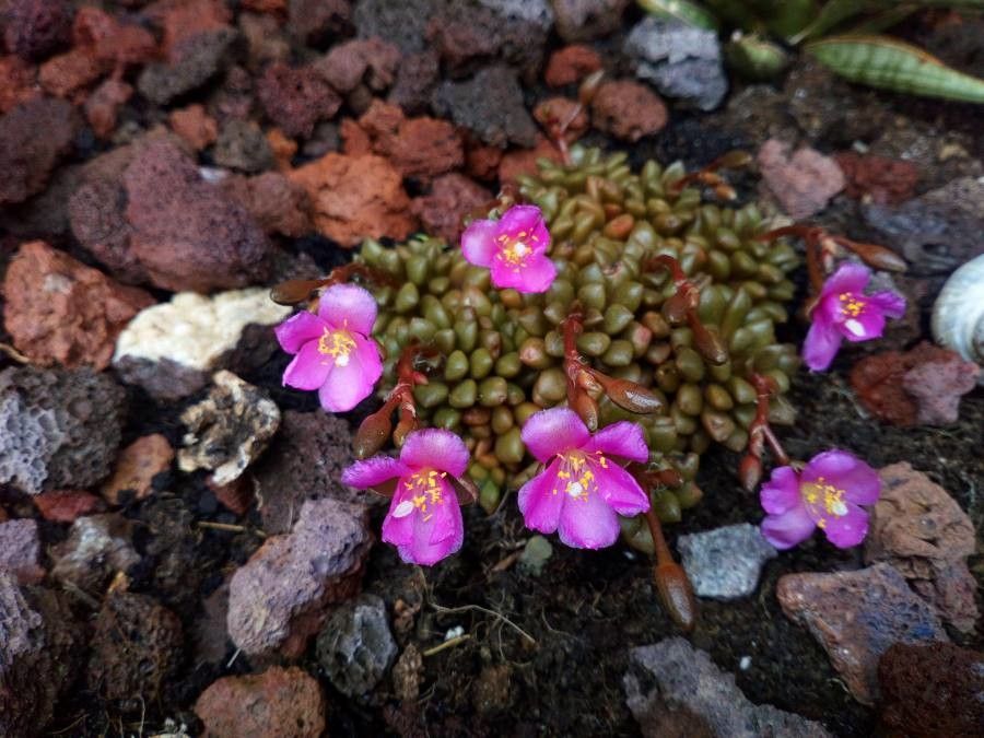 Anacampseros retusa flower